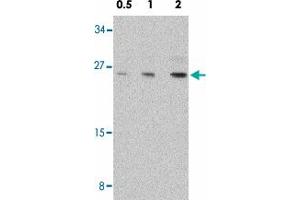 Western blot analysis of NOL3 in mouse muscle tissue lysate with NOL3 polyclonal antibody  at 0. (NOL3 Antikörper  (C-Term))