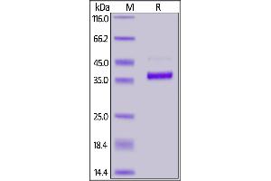 SDS-PAGE (SDS) image for Fibrinogen-Like 1 (FGL1) (AA 23-312) (Active) protein (His tag,AVI tag,Biotin) (ABIN6951039)