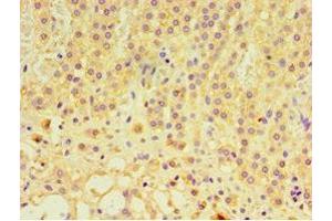 Immunohistochemistry of paraffin-embedded human adrenal gland tissue using ABIN7153805 at dilution of 1:100