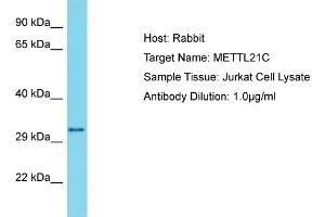 Host: Rabbit Target Name: METTL21C Sample Type: Jurkat Whole Cell lysates Antibody Dilution: 1. (METTL21C Antikörper  (N-Term))