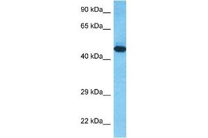 Host:  Rabbit  Target Name:  T23O  Sample Type:  RPMI-8226 Whole Cell lysates  Antibody Dilution:  1.