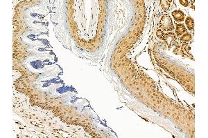 ABIN6264442 and ABIN6268918 at 1/100 staining Mouse colorectal tissue by IHC-P. (F2RL3 Antikörper  (C-Term))
