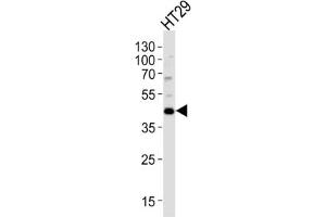 Western Blotting (WB) image for anti-Kruppel-Like Factor 4 (Gut) (KLF4) antibody (ABIN3001587)