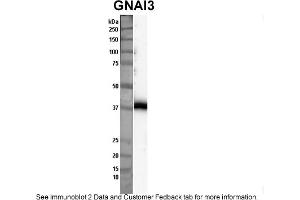 Sample Type: Nthy-ori cell lysate (50ug)Primary Dilution: 1:1000Secondary Antibody: anti-rabbit HRPSecondary Dilution: 1:2000Image Submitted By: Anonymous (GNAI3 Antikörper  (Middle Region))