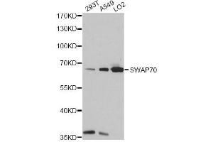 Western blot analysis of extracts of various cell lines, using SWAP70 antibody (ABIN6293596) at 1:1000 dilution. (SWAP70 Antikörper)