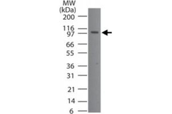 TMEM123 Antikörper  (AA 173-188)