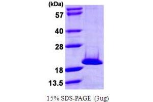 NME/NM23 Nucleoside Diphosphate Kinase 4 (NME4) (AA 33-187) protein (His tag)