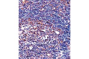 QPRT Antibody immunohistochemistry analysis in formalin fixed and paraffin embedded human tonsil tissue followed by peroxidase conjugation of the secondary antibody and DAB staining. (QPRT Antikörper  (C-Term))