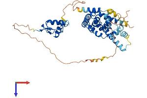 NR2F2 Protein (AA 1-414) (His tag)