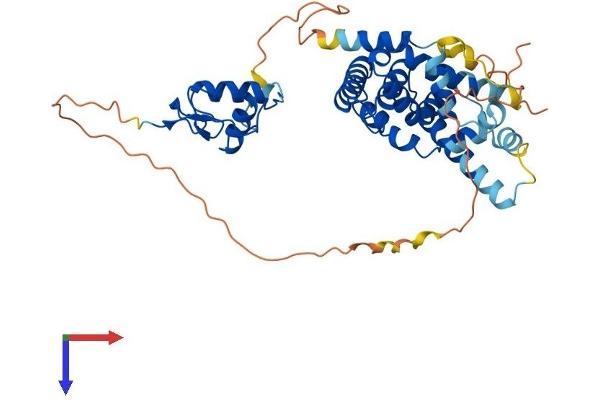 NR2F2 Protein (AA 1-414) (His tag)