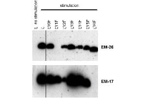 Reactivity of the monoclonal antibodies EM-26 (anti-CD3 zeta phospho-Tyr72) and EM-17 (anti-CD3 zeta phospho-Tyr153) with phosphorylated particular human CD3 zeta mutants.