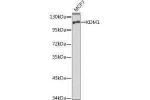 Western Blotting (WB) image for anti-Lysine (K)-Specific Demethylase 1A (KDM1A) (AA 130-380) antibody (ABIN3021575)