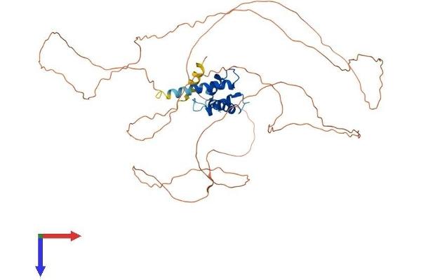 CRNN Protein (AA 1-495) (His tag)