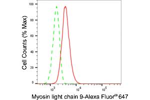 anti-Myosin Regulatory Light Polypeptide 9 (MYL9) antibody