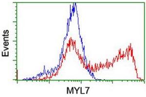 Image no. 4 for anti-Myosin Light Chain 7, Regulatory (MYL7) antibody (ABIN1499491) (MYL7 Antikörper)