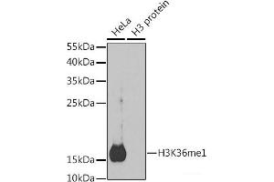 Western blot analysis of extracts of various cell lines using MonoMethyl-Histone H3-K36 Polyclonal Antibody. (Histone 3 Antikörper  (meLys36))