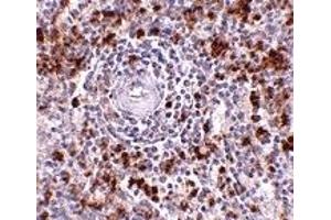 Immunohistochemistry (IHC) image for anti-Interleukin-27 subunit beta (IL-27b) (C-Term) antibody (ABIN1030373) (EBI3 Antikörper  (C-Term))