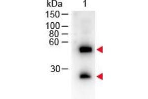 Image no. 1 for Donkey anti-Mouse IgG (Whole Molecule) antibody (HRP) (ABIN300793) (Esel anti-Maus IgG (Whole Molecule) Antikörper (HRP))