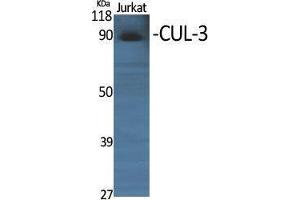 Western Blotting (WB) image for anti-Cullin 3 (CUL3) (N-Term) antibody (ABIN3180564)