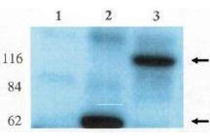 Image no. 1 for anti-rho/rac Guanine Nucleotide Exchange Factor (GEF) 2 (ARHGEF2) (AA 2-447) antibody (ABIN264980) (ARHGEF2 Antikörper  (AA 2-447))