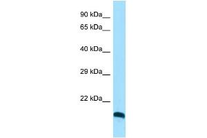Host: Rabbit Target Name: CLEC3A Sample Type: HepG2 Whole Cell lysates Antibody Dilution: 1. (CLEC3A Antikörper  (C-Term))