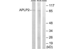 Western Blotting (WB) image for anti-Amyloid beta (A4) Precursor-Like Protein 2 (APLP2) (Internal Region) antibody (ABIN1850752)