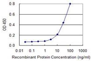 Detection limit for recombinant GST tagged SMCP is 1 ng/ml as a capture antibody. (SMCP Antikörper  (AA 1-116))
