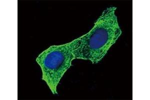 Confocal immunofluorescent analysis of b-Actin antibody with HeLa cells followed by Alexa Fluor 488-conjugated goat anti-mouse lgG (green).