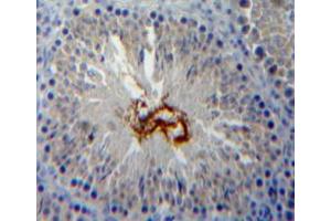 Used in DAB staining on fromalin fixed paraffin-embedded testis tissue (Peroxiredoxin 5 Antikörper  (AA 1-213))