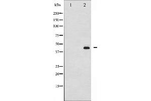 Western blot analysis of MEK1/2 phosphorylation expression in PMA treated 293 whole cell lysates,The lane on the left is treated with the antigen-specific peptide. (MEK1 Antikörper  (pSer217))