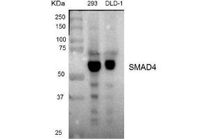 Dot Blot (DB) image for anti-SMAD Family Member 4 (SMAD4) antibody (ABIN1876858)