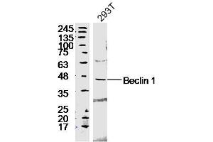 293T lyates probed with Rabbit Anti-Beclin 1 Polyclonal Antibody, Unconjugated  at 1:300 in 4˚C overnight. (Beclin 1 Antikörper  (AA 201-330))