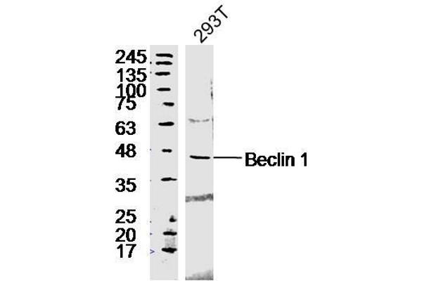 Beclin 1 Antikörper  (AA 201-330)