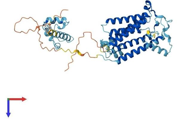 Sphingomyelin Synthase 1 Protein (SGMS1) (AA 1-419) (His tag)