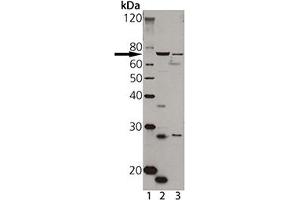 Western blot analysis of TAP1, pAb : Lane 1: MW marker, Lane 2: A431 cell lysate Lane 3: HeLa cell lysate (TAP1 Antikörper)