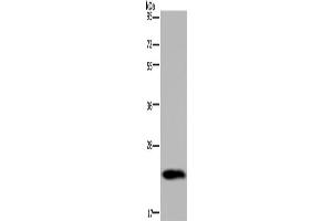 Western Blotting (WB) image for anti-Growth Hormone 2 (GH2) antibody (ABIN5548491) (Growth Hormone 2 Antikörper)