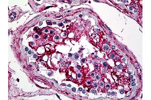 Anti-Annexin V antibody IHC of human testis. (Annexin V Antikörper  (AA 1-321))