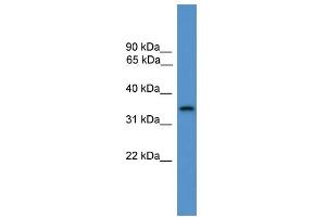 WB Suggested Anti-STX4 Antibody Titration: 0. (Syntaxin 4 Antikörper  (C-Term))