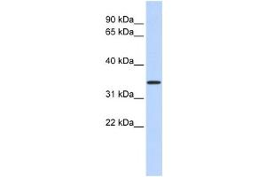 Western Blotting (WB) image for anti-Mitochondrial Calcium Uniporter Regulator 1 (MCUR1) antibody (ABIN2458892) (CCDC90A Antikörper)