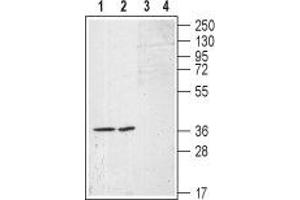 Western blot analysis of (RAEC) rat aortic endothelial  cell line lysates (lanes 1 and 3) and A-10 Rat thoracic aorta smooth muscle (lane 2 and 4) cell lysates: - 1,2. (S1PR1 Antikörper  (Extracellular, N-Term))