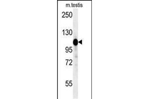 Western blot analysis in mouse testis tissue lysates (15ug/lane). (DACT1 Antikörper  (N-Term))