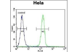 SELV Antibody (C-term) (ABIN655287 and ABIN2844877) flow cytometric analysis of Hela cells (right histogram) compared to a negative control cell (left histogram). (Selenoprotein V Antikörper  (C-Term))