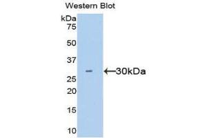 Western Blotting (WB) image for anti-Hepatocyte Growth Factor (Hepapoietin A, Scatter Factor) (HGF) (AA 495-728) antibody (ABIN5662022) (HGF Antikörper  (AA 495-728))