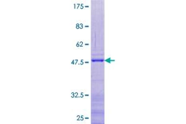 RPL24 Protein (AA 1-157) (GST tag)