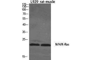 Western Blot (WB) analysis of specific cells using N/H/K-Ras Polyclonal Antibody. (N/H/K-Ras (N-Term) Antikörper)