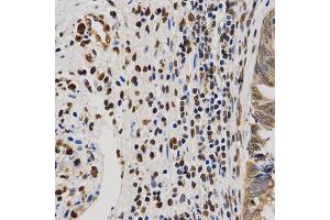 Immunohistochemistry (IHC) image for anti-Histone H4 (2meArg3) antibody (ABIN1872990)