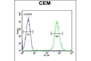Flow cytometric analysis of CEM cells (right histogram) compared to a negative control cell (left histogram). (CD37 Antikörper  (AA 101-130))