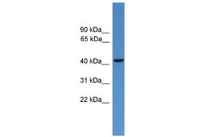WB Suggested Anti-GLUL Antibody Titration: 0. (GLUL Antikörper  (C-Term))