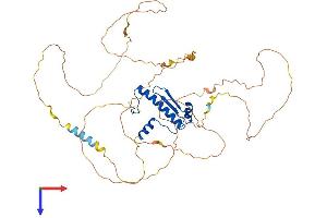 MEF2C Protein (AA 1-473) (His tag)