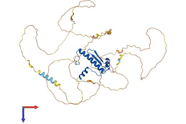 MEF2C Protein (AA 1-473) (His tag)